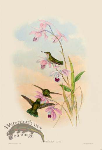 Gould Hummingbird 357